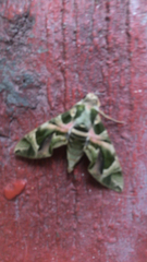 Daphnis nerii