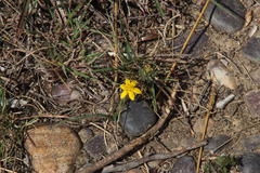 Hypoxis floccosa