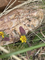 Heterotheca resinolens