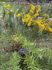 Hypericum densiflorum