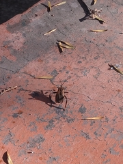 Acanthocephala thomasi