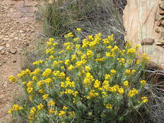 Euryops floribundus