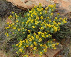 Euryops floribundus