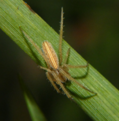 Larinia directa