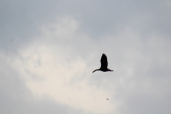 Dendrocygna autumnalis