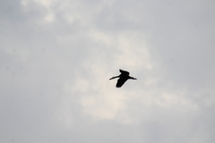 Dendrocygna autumnalis