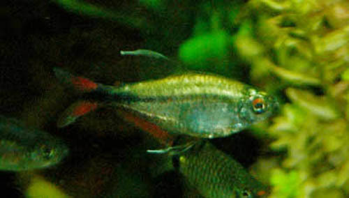 Phoenix Tetra
