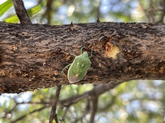 Chlorochroa sayi
