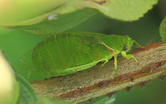 Glaucopsaltria viridis