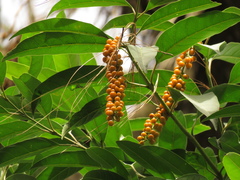 Citharexylum donnell-smithii