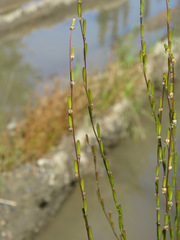 Triglochin palustris