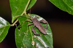 Pseudomictis distinctus