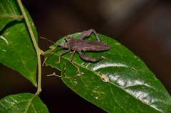 Pseudomictis distinctus