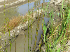 Triglochin palustris