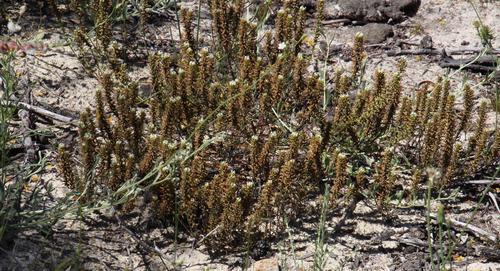 Chenopodiopsis hirta (Chenopodiopsis hirta)