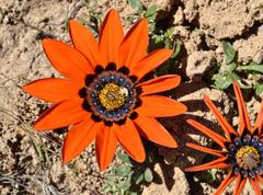Gazania rigida