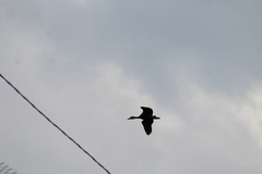 Dendrocygna autumnalis