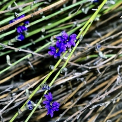 Dampiera lanceolata lanceolata