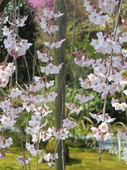 Prunus pendula