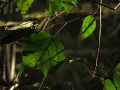 Croton guatemalensis