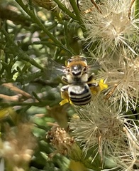 Melissodes paroselae