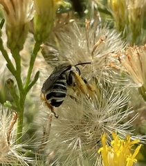 Melissodes paroselae