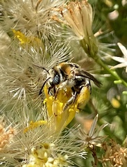 Melissodes paroselae