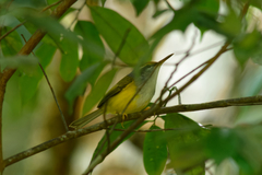 Phyllergates cucullatus