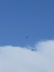 Haliaeetus leucogaster