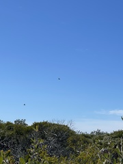 Haliaeetus leucogaster