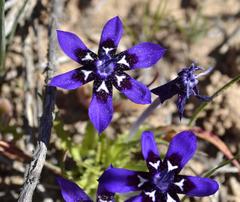 Lapeirousia oreogena