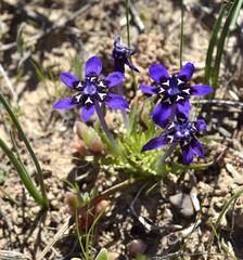 Lapeirousia oreogena