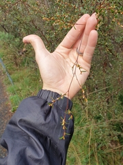 Leptospermum brevipes