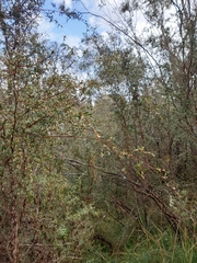 Leptospermum brevipes