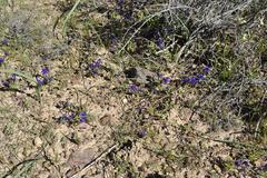 Lapeirousia oreogena