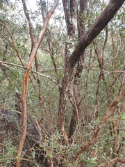 Leptospermum brevipes