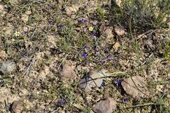 Lapeirousia oreogena