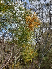 Acacia ingramii