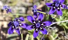 Lapeirousia oreogena