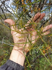 Acacia ingramii