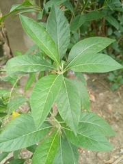 Gymnanthemum amygdalinum