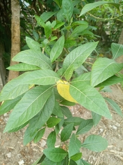 Gymnanthemum amygdalinum