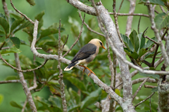 Acridotheres leucocephalus