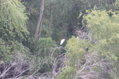 Ardea alba
