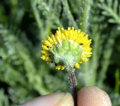 Lasiospermum pedunculare