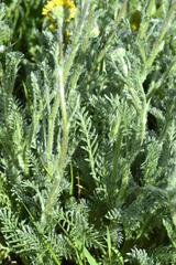 Lasiospermum pedunculare