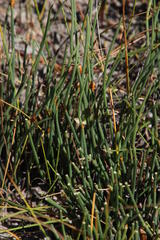 Elegia verreauxii