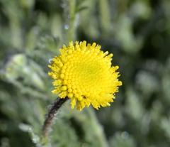 Lasiospermum pedunculare