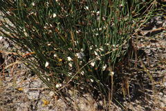 Elegia verreauxii