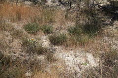 Elegia verreauxii